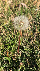 Taraxacum erythrospermum