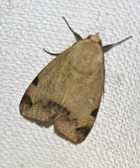 Ophiusa tirhaca