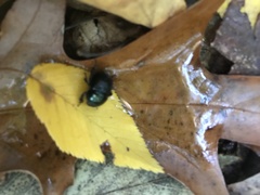 Geotrupes balyi