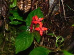 Crusea coccinea