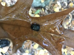 Geotrupes balyi