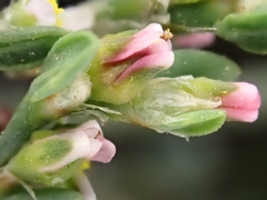 Polygonum aviculare