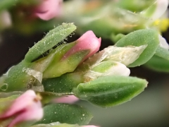 Polygonum aviculare