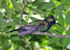 Riccordia ricordii