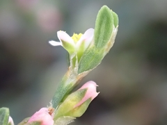 Polygonum aviculare