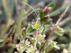 Polygonum aviculare