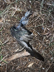 Tachycineta bicolor