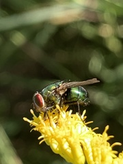 Chrysomya rufifacies