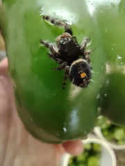 Phidippus audax