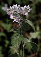 Solanum