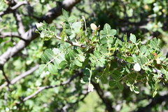 Bursera cuneata
