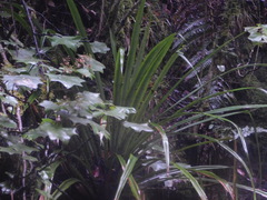 Greigia van-hyningii