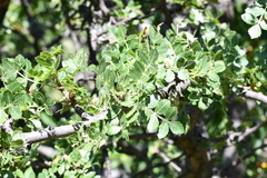 Bursera cuneata