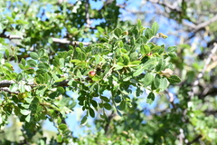 Bursera cuneata