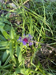 Centaurea montana