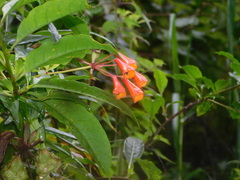 Bomarea acutifolia