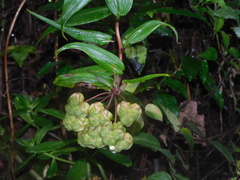 Bomarea acutifolia