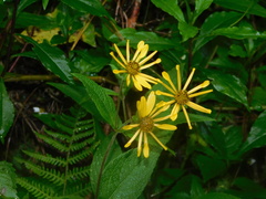 Verbesina hypoglauca