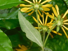 Verbesina hypoglauca