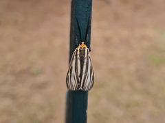 Ctenucha vittigera
