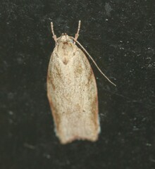 Euchaetis inceptella