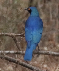 Lamprotornis chalybaeus