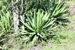 Agave angustiarum