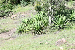 Agave angustiarum