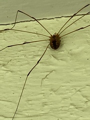 Leiobunum