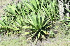 Agave angustiarum