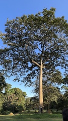 Canarium schweinfurthii