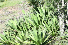 Agave angustiarum