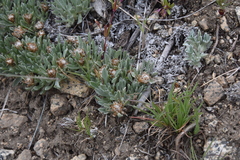 Antennaria dimorpha