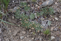 Antennaria dimorpha