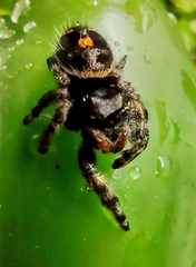 Phidippus audax