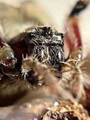 Araneus saevus
