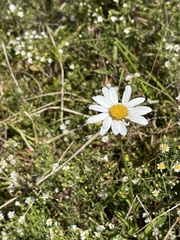 Leucanthemum vulgare