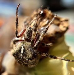 Araneus saevus