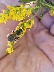 Melissodes dentiventris