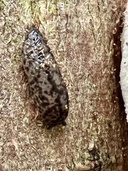 Philomycus flexuolaris