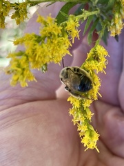 Melissodes dentiventris