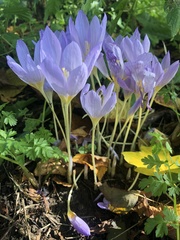 Crocus kotschyanus