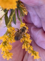 Melissodes dentiventris