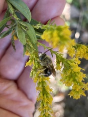 Melissodes dentiventris