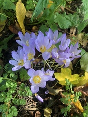Crocus kotschyanus