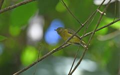 Mionectes oleagineus