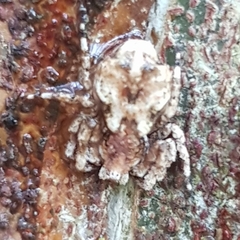 Stephanopis altifrons