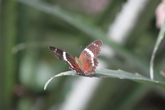 Anartia fatima colima