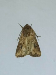 Mythimna languida