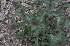 Penstemon pruinosus
